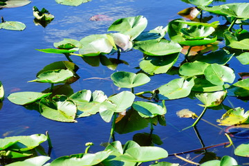 Wall Mural - everglades national park landscape	
