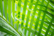 Closeup fresh palm leaf under sunlight. Green nature background.