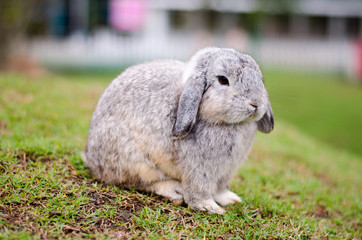 Little rabbit on green grass in summer day