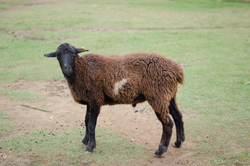 black sheep in the meadow on the green grass