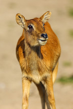 The Nile Lechwe Or Mrs Gray's Lechwe (Kobus Megaceros), Portrait Of A Young Female.
