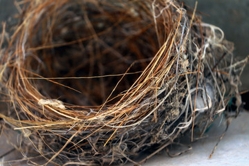 closeup of Sparrows bird nest