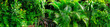 © freeject.net - background with various tropical plants. Fresh tropical garden plants for wallpaper.