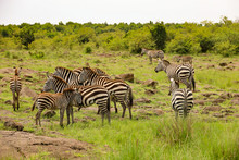 Photo Of Herd Of Zebras Grazing On African Serengeti Savanna In Maasai Mara, Kenya, Africa