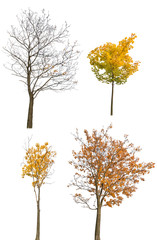 Canvas Print - four autumn maples isoalted on white