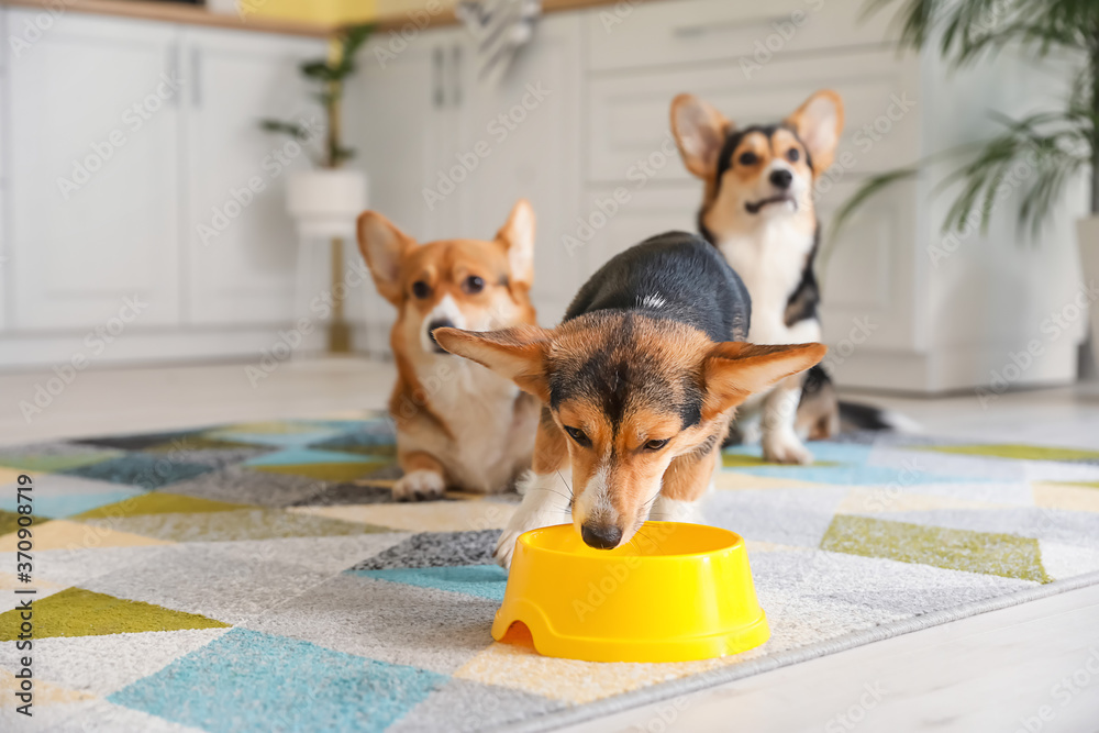 Cute corgi dog drinking water from bowl in kitchen at home