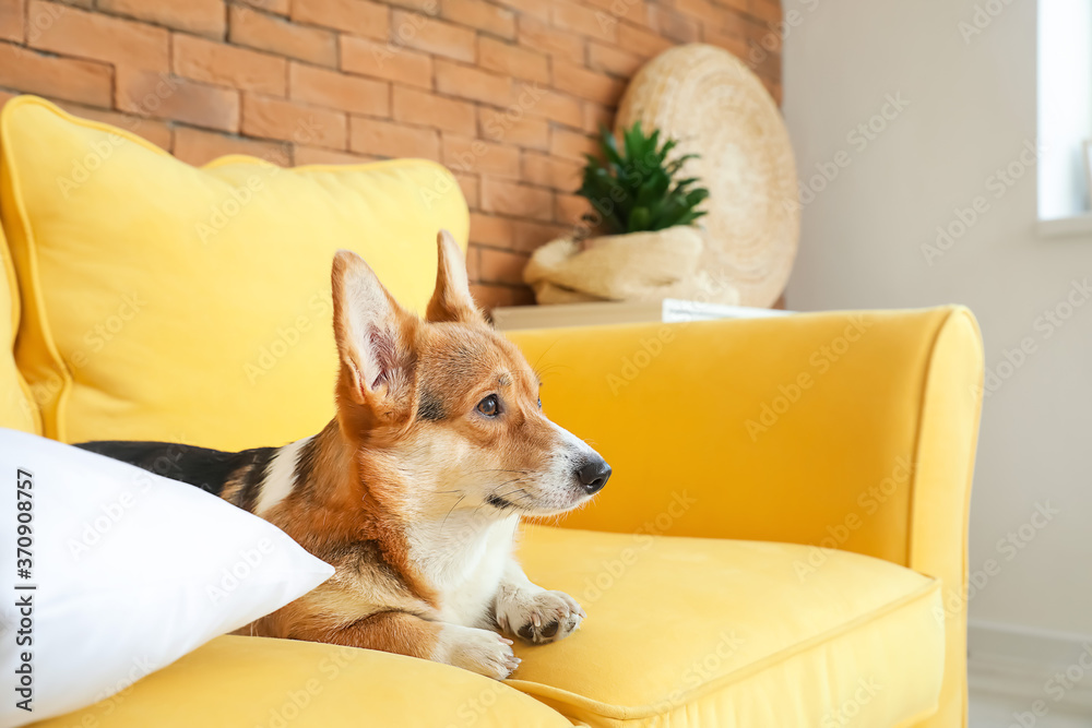 Cute corgi dog resting on sofa at home
