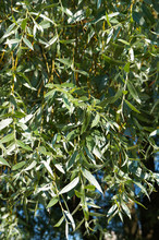 Salix Alba Argentea Or White Willow Green Foliage Vertical