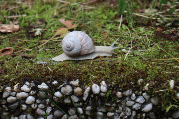 Roman snail (Helix pomatia) with white shell on green moss