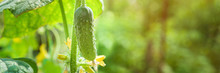 Young Fresh Cucumber Seedling Grown In Open Ground. Working With Plants, Growing Organic Vegetables, Banner