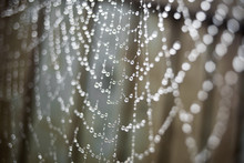Large Spider Web With Water Drops. Rainy Day. Raindrops In A Blur. Beautiful Bokeh Background.