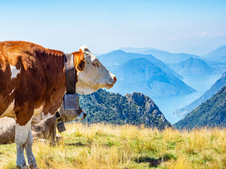 Canvas Print - Cow in the Italian alps