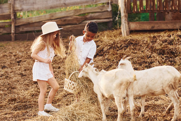 Cute little african american boy with european girl is on the farm with goats