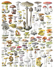 Mushroom And Toadstool Collection - Vintage Illustration From Adolphe Philippe Millot