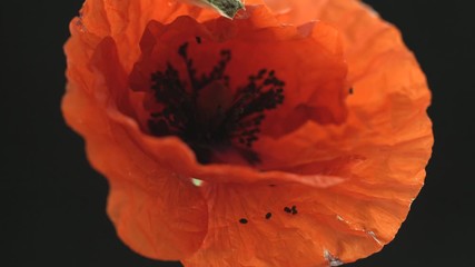 Wall Mural - Beautiful Spring Red Poppy flower opening timelapse, close up. Time lapse of Easter fresh blooming Poppy flower closeup. Isolated On black background. Gardening. 4K UHD video