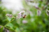 Fototapeta Dmuchawce - European bee collecting pollen on peppermint flower. Bee on flower close up.