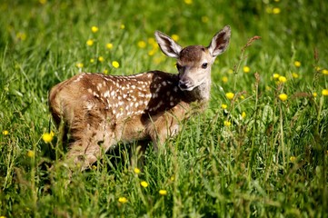 Sticker - Red Deer, cervus elaphus, Fawn with Flowers, Normandy