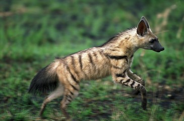 Wall Mural - aardwolf, proteles cristatus, adult running