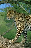Fototapeta Sypialnia - Leopard, panthera pardus, Adult standing on Branch, Kenya