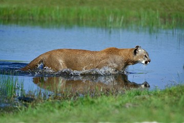 Wall Mural - cougar, puma concolor, adult standing in water, montana
