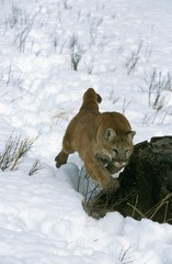 Sticker - Cougar, puma concolor, Adult running in Snow, Montana