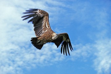 Wall Mural - Ruppell's Vulture, gyps rueppelli, Adult in Flight against Blue Sky, Masai Mara park in Kenya