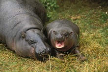 Pygmy Hippopotamus, Choeropsis Liberiensis, Female With Young Sleeping