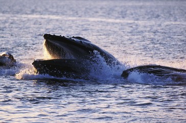 Wall Mural - humpack whale, megaptera novaeangliae, group bubble net feeding, open mouth to catch krill, alaska