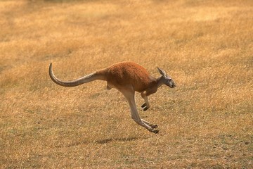 Wall Mural - red kangaroo, macropus rufus, adult running, australia