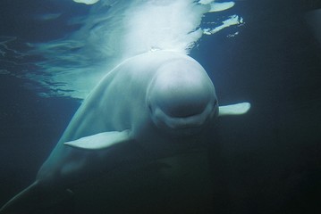 Wall Mural - beluga whale or white whale, delphinapterus leucas, adult, underwater view