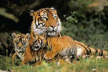 Wall Mural - sumatran tiger, panthera tigris sumatrae, mother with cub