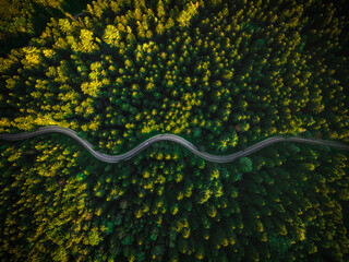Poster - Winding Curvy Road Trough Forest. Aerial Drone Top Down View. Wilderness Landscape