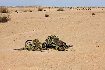 Welwitschia, welwitschia mirabilis, Living Fossil Plant, Namib Desert in Namibia