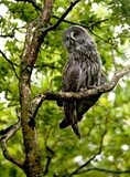 Fototapeta Las - Great Grey Owl, strix nebulosa, Adult standing on Branch