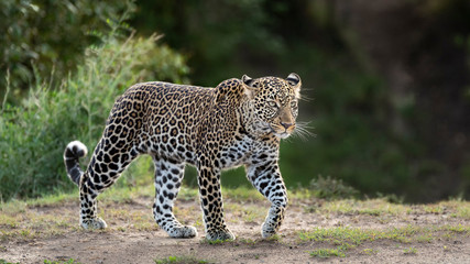 Wall Mural - Female leopard side on walking in green bush in Masai Mara Kenya