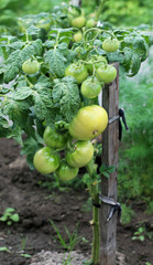 Green tomatoes ripening in vegetable garden