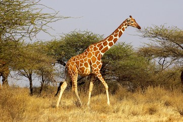 Canvas Print - Reticulated Giraffe, giraffa camelopardalis reticulata, Adult walking through Acacias trees, Samburu Park in Kenya