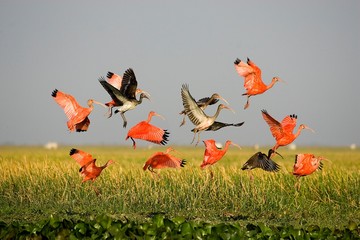 Wall Mural - scarlet ibis, eudocimus ruber, group in flight above swamp, los lianos in venezuela