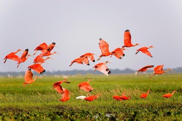 Wall Mural - scarlet ibis, eudocimus ruber, group in flight above swamp, los lianos in venezuela
