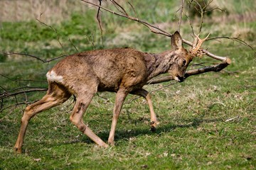 Sticker - Roe Deer, capreolus capreolus, Male Rubbing its Antlers against Branch, Normandy