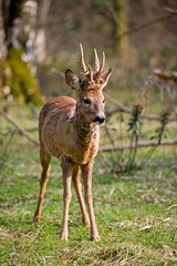 Sticker - Roe Deer, capreolus capreolus, Male in Undergrowth, Normandy