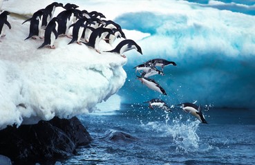 Wall Mural - adelie penguin, pygoscelis adeliae, group leaping into ocean, paulet island in antarctica