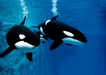 Wall Mural - killer whale, orcinus orca, female with calf
