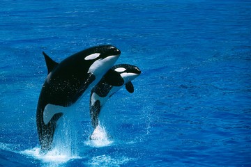 Wall Mural - killer whale, orcinus orca, female with calf breaching
