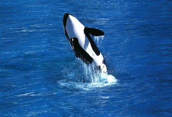 Wall Mural - killer whale, orcinus orca, adult breaching