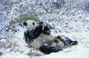 Wall Mural - giant panda, ailuropoda melanoleuca, adult laying on snow, eating bamboo, wolong reserve in china
