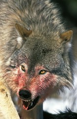 Canvas Print - North American Grey Wolf, canis lupus occidentalis, Bloody Portrait of Adult Snarling, on a Kill, Canada