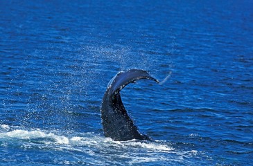 Wall Mural - humpack whale, megaptera novaeangliae, adult beating tail against water surface, alaska