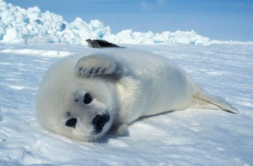 Wall Mural - harp seal, pagophilus groenlandicus, pup laying on ice floe, magdalena island in canada