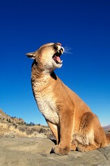 Wall Mural - cougar, puma concolor, adult sitting on rock, snarling, montana